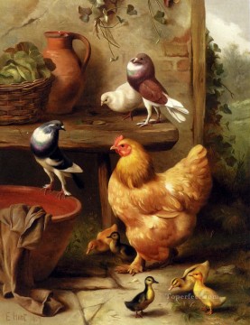  Edgar Art Painting - A Chicken Doves Pigeons And Ducklings farm animals Edgar Hunt